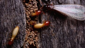 Como os Cupins Ameaçam Sua Casa